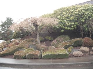 Cherry tree in winter